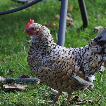 Pension Engelshutt Zewnętrze zdjęcie